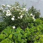Au Bocage Parfume De La Ciflorette*** * Wirwignes