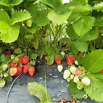 Au Bocage Parfume De La Ciflorette***