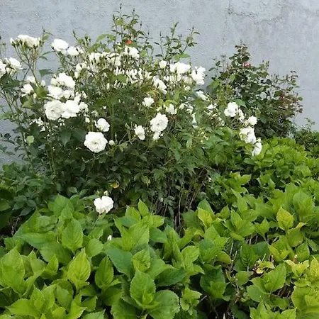 Au Bocage Parfume De La Ciflorette*** * Wirwignes