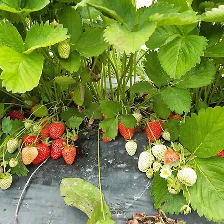 Au Bocage Parfume De La Ciflorette***