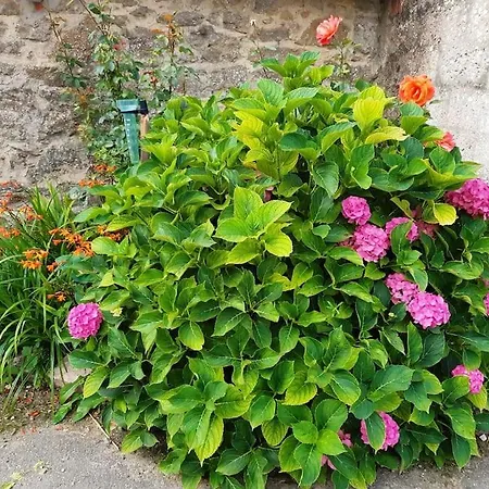 Au Bocage Parfume De La Ciflorette*** Wirwignes