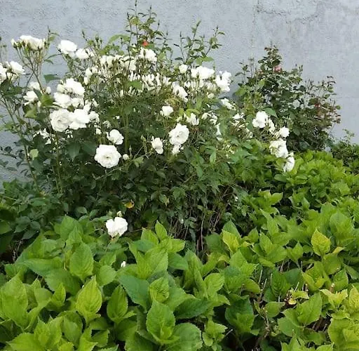 Au Bocage Parfume De La Ciflorette*** * Wirwignes