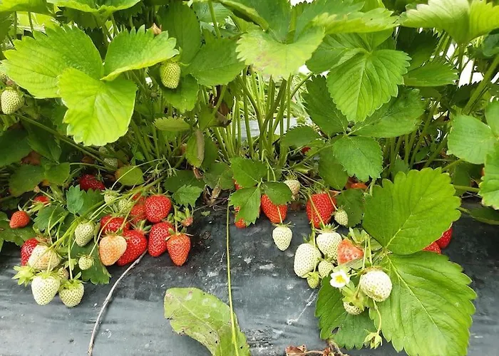 Au Bocage Parfume De La Ciflorette***