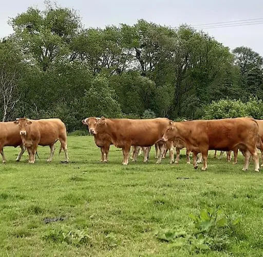 Au Bocage Parfume De La Ciflorette***